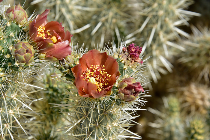 Gander's Buckhorn Cholla grows in elevations ranging from 350 to 3,500 feet in southern California. Cylindropuntia ganderi 